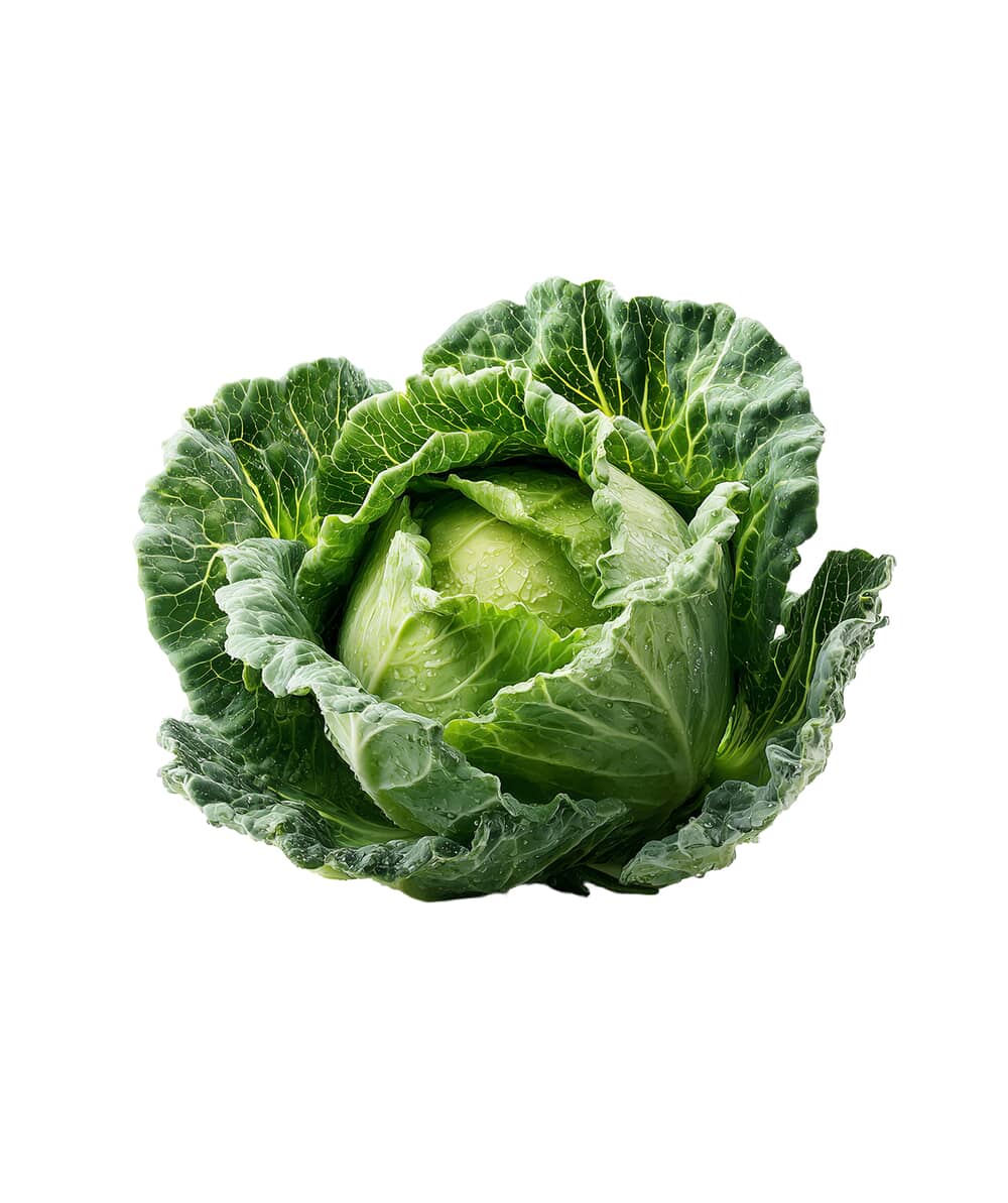 Crisp green cabbage head
