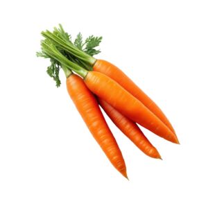 Crisp orange carrots bunch